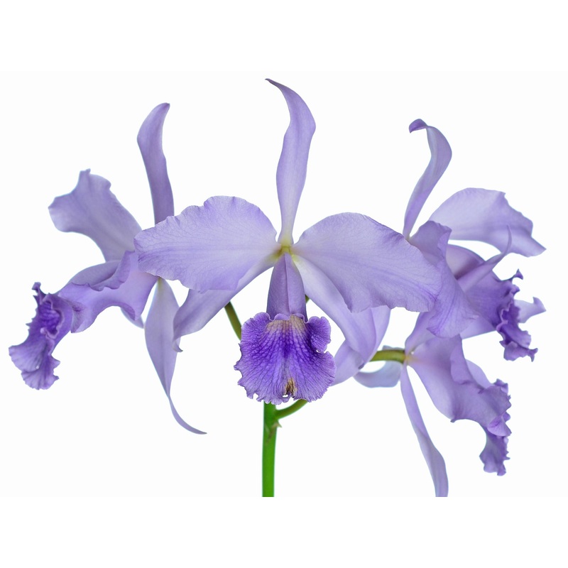 Cattleya Sapphirata f. coerulea