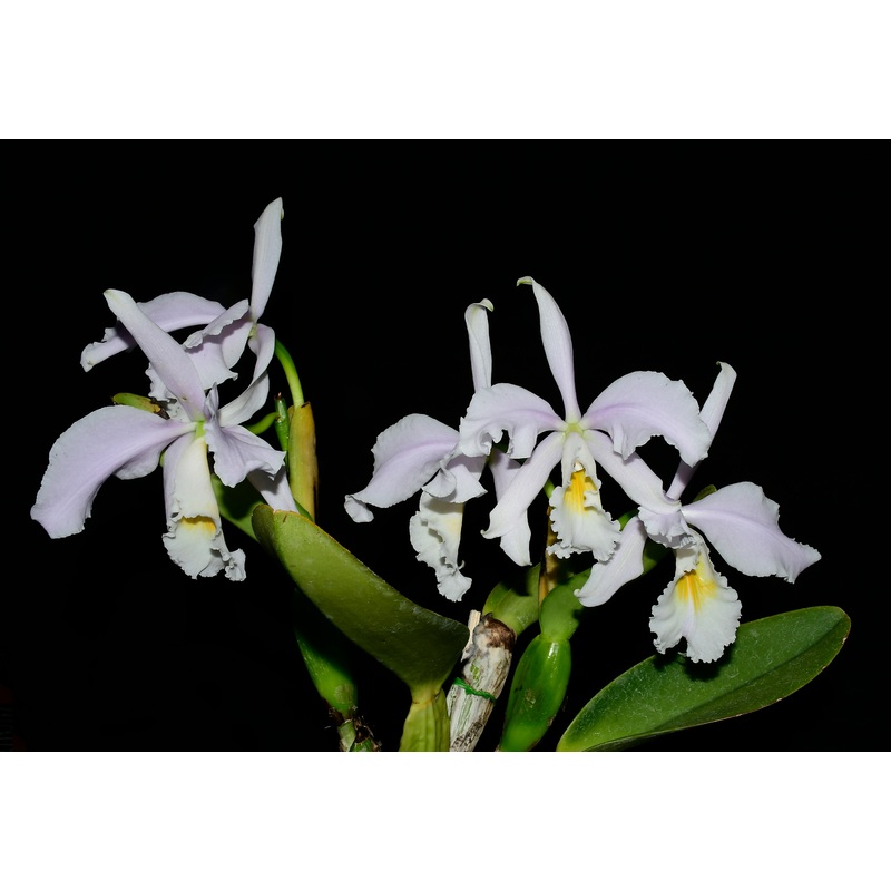 Cattleya warneri suavisima x self