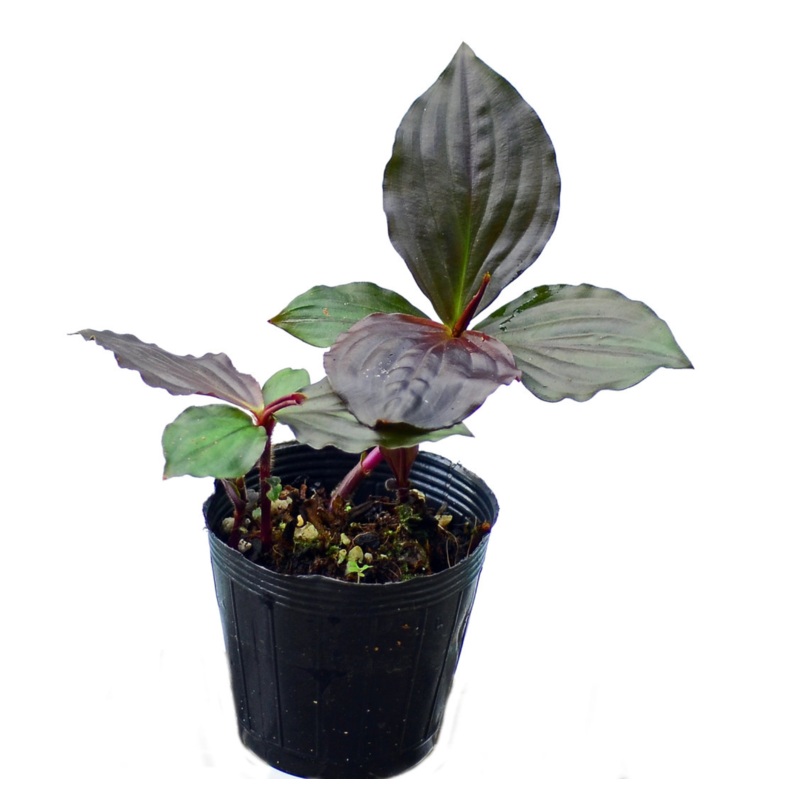 Copstus sanguineus mini