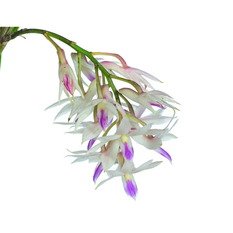 Dendrobium amethystoglossum