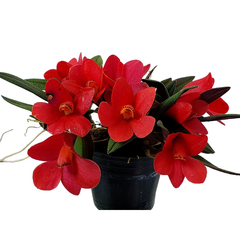 Dendrobium Aussie’s Hi-Lo