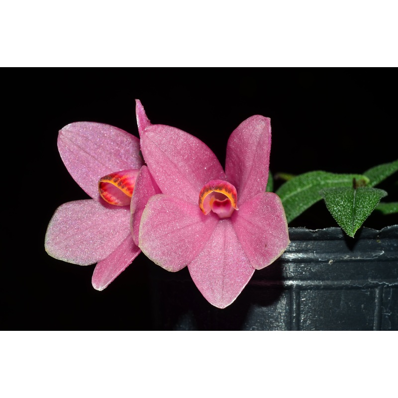Dendrobium Aussie’s Hi-Lo f. pink