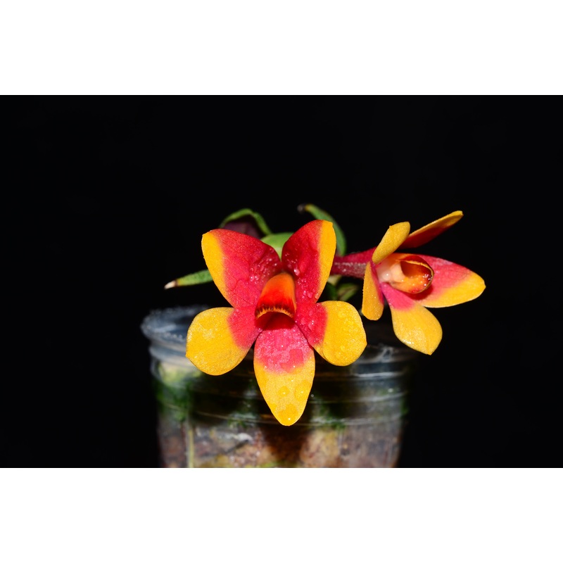 Dendrobium Aussie’s Hi-Lo f. red yellow