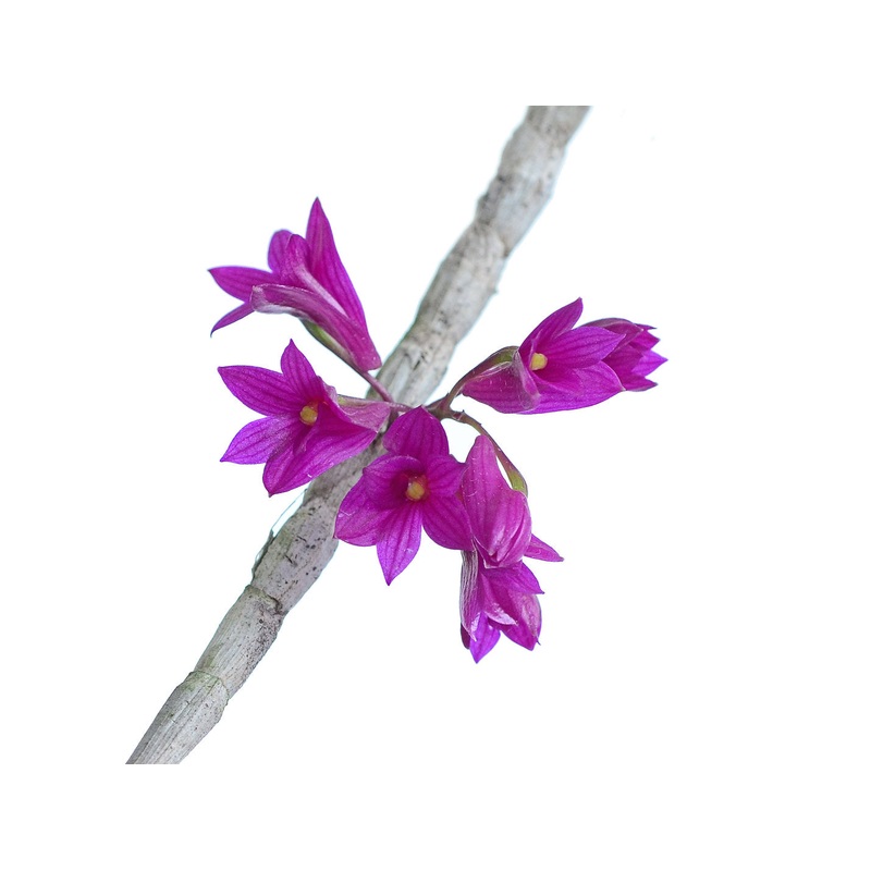 Dendrobium goldschmidtianum