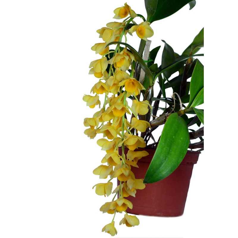 Dendrobium griffithianum