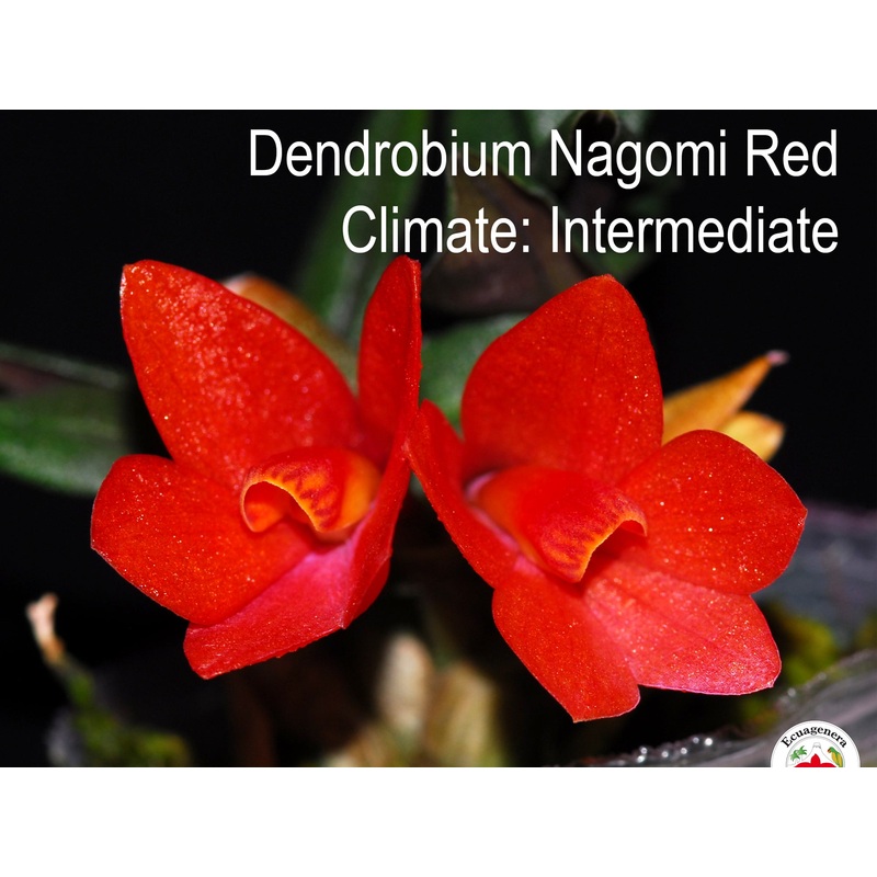 Dendrobium Nagomi f. red