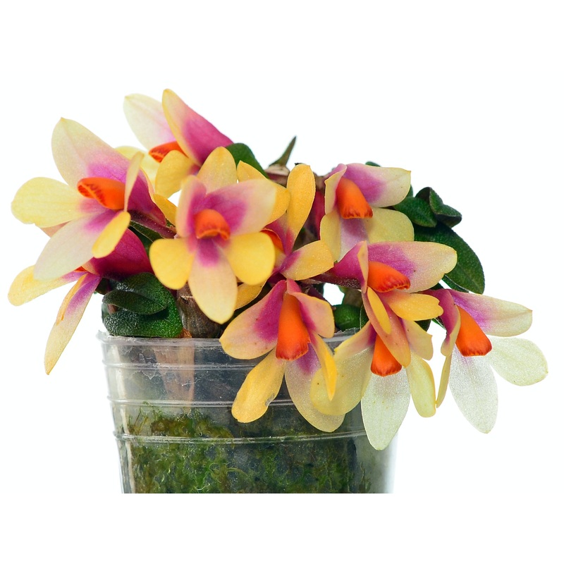 Dendrobium Nagomi yellow light red