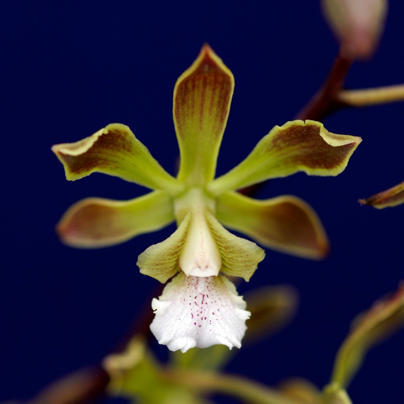 Encyclia argentinensis
