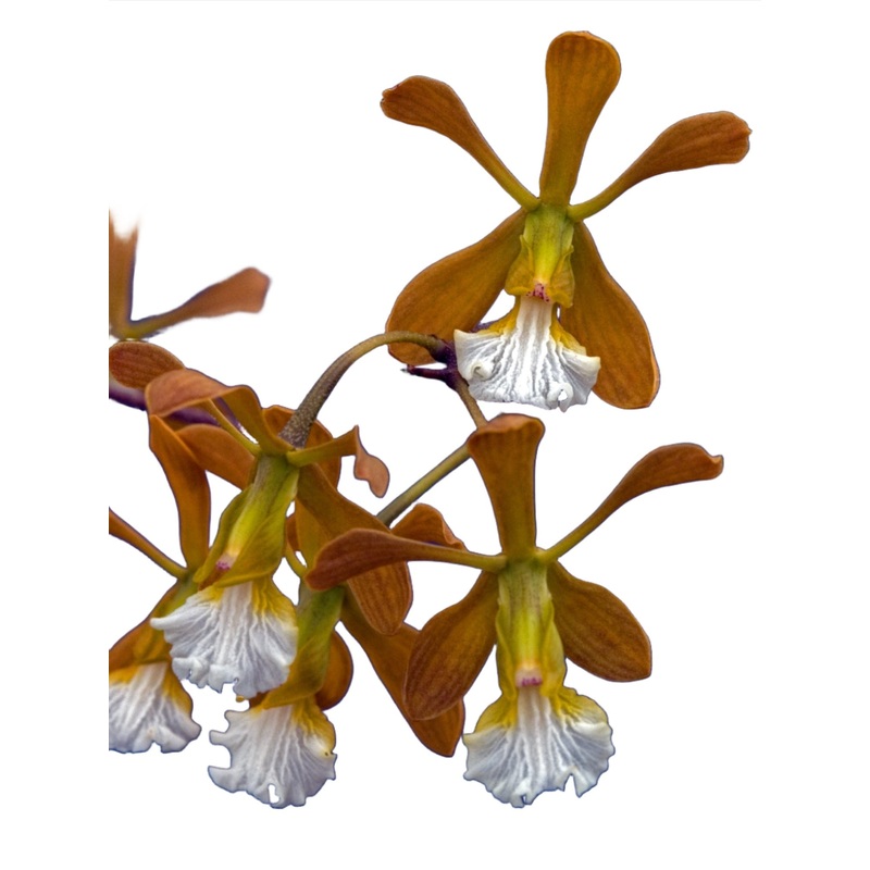 Encyclia aspera
