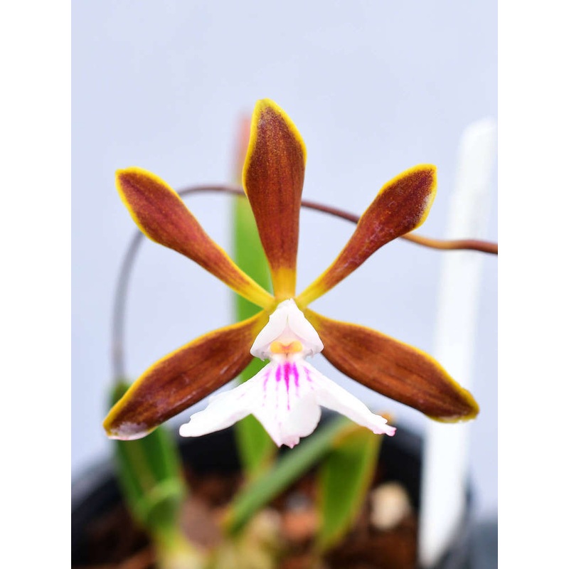 Encyclia bocourtii