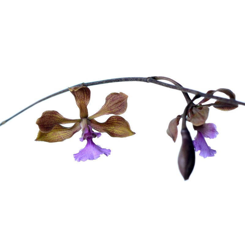 Encyclia hanburyi