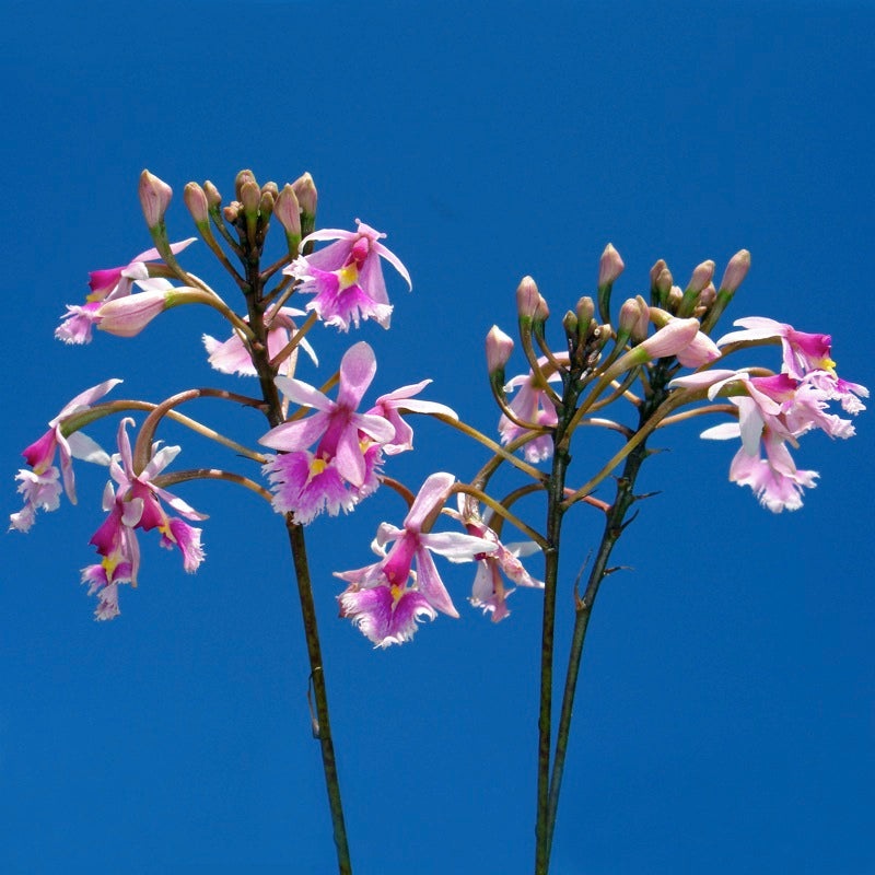 Epidendrum calanthum