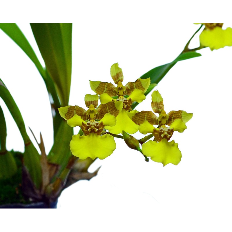 Gomesa longipes
