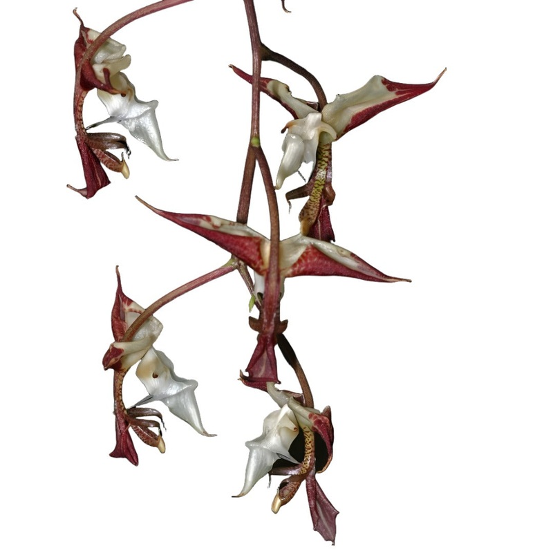 Gongora chocoensis