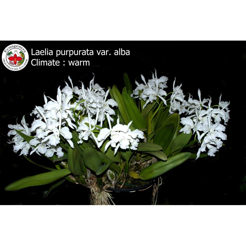 Laelia purpurata f. alba
