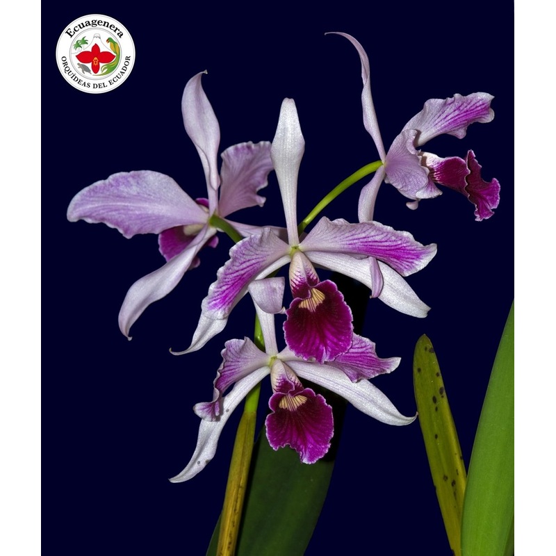 Laelia purpurata f. vinicolor x atropurpurea Splash