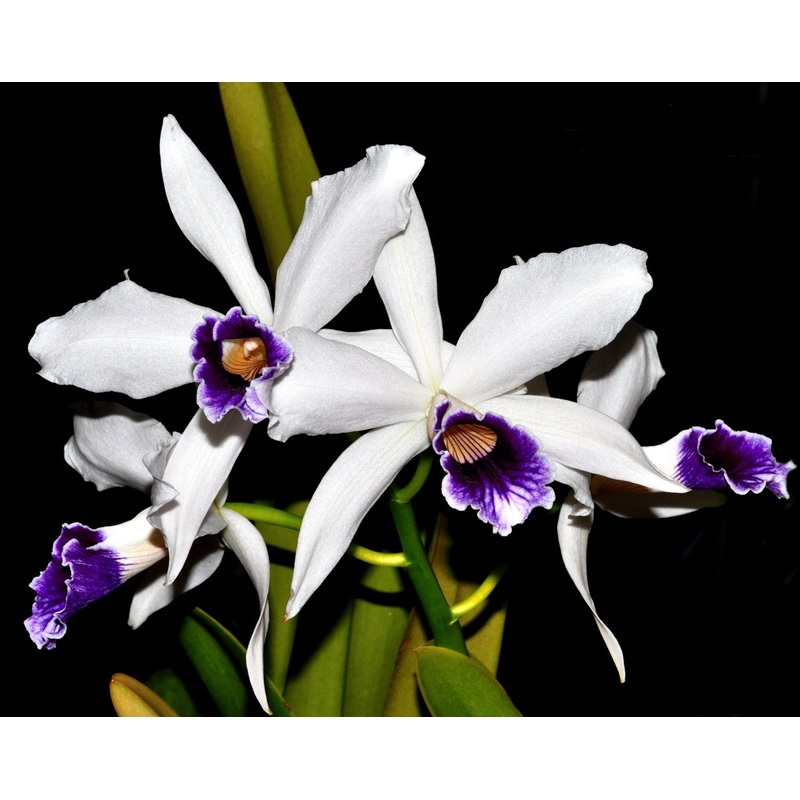 Laelia purpurata var. werkhauseri