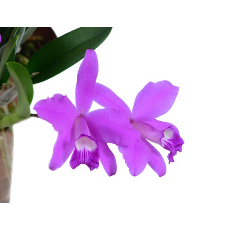 Laelia sincorana