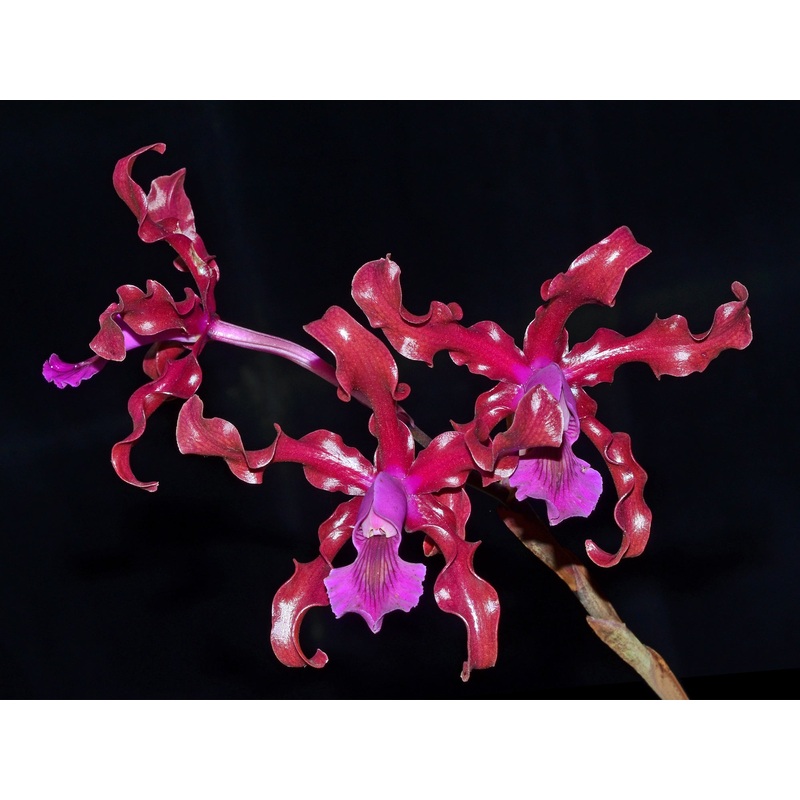 Laeliocattleya Maritza Segovia