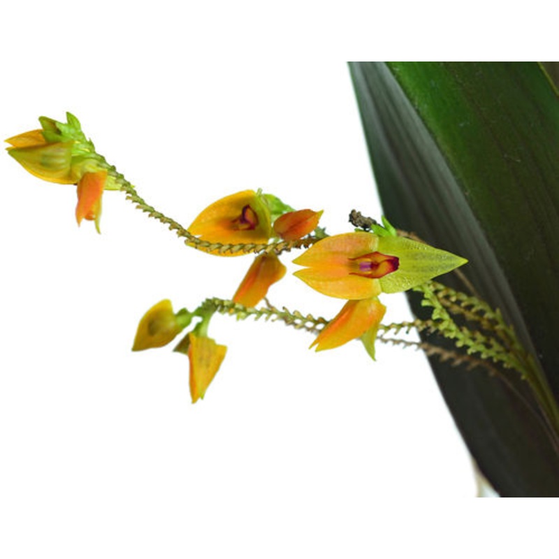 Lepanthes maxonii