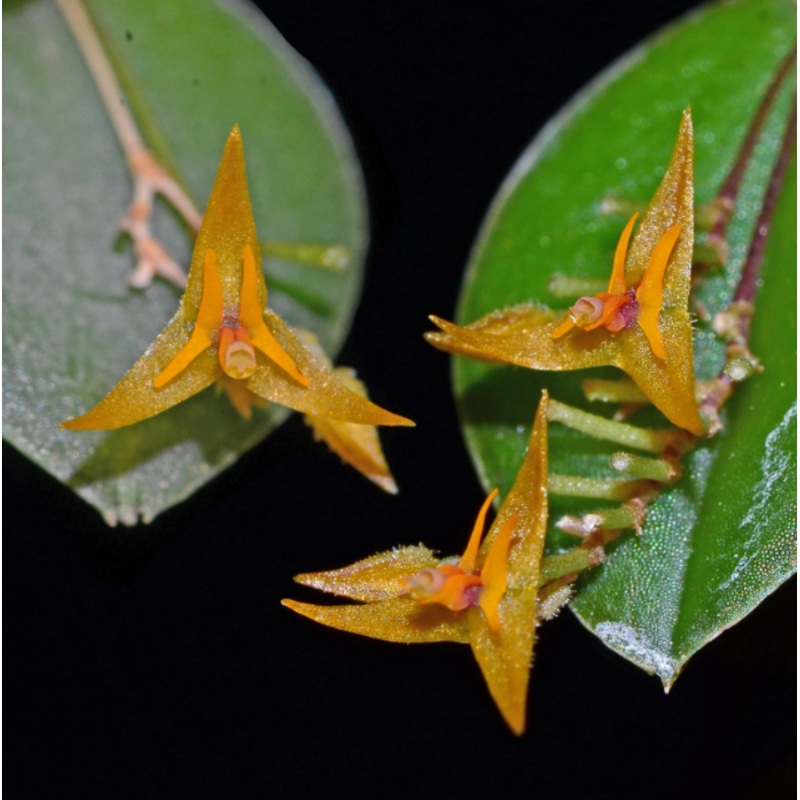 Lepanthes myiophora