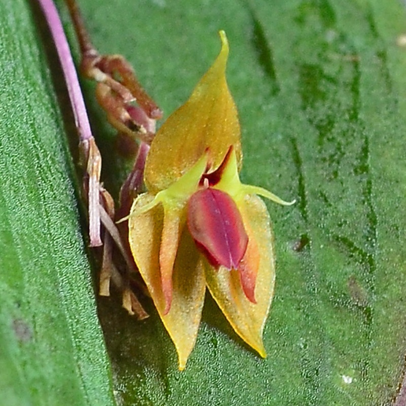 Lepanthes ortegae