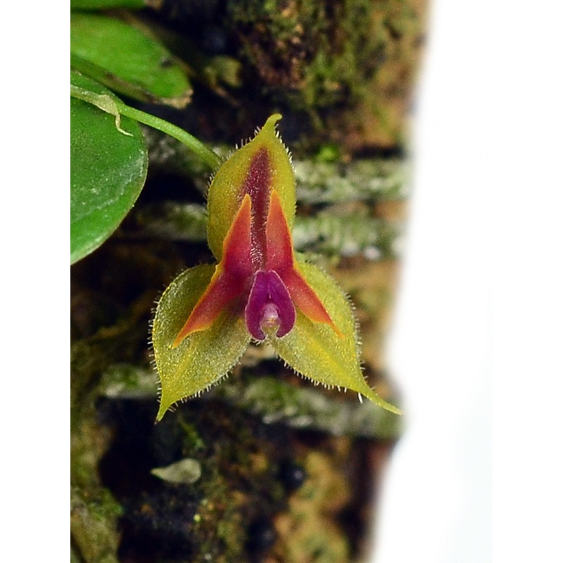 Lepanthes pulchella