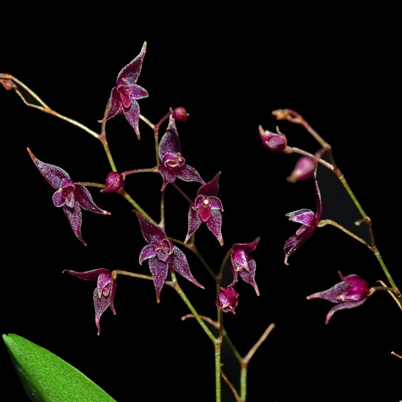 Lepanthopsis astrophora