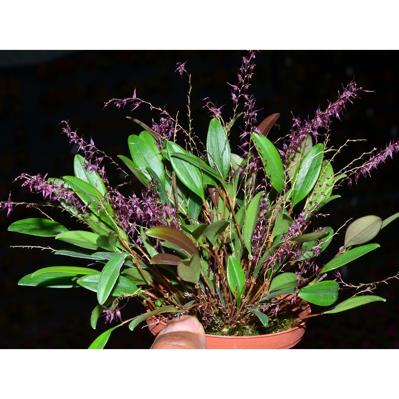 Lepanthopsis astrophora x Lepanthopsis peniculus