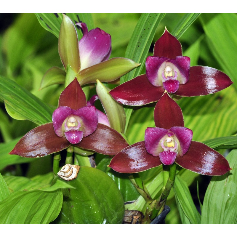 Lycaste macrophylla var. litensis