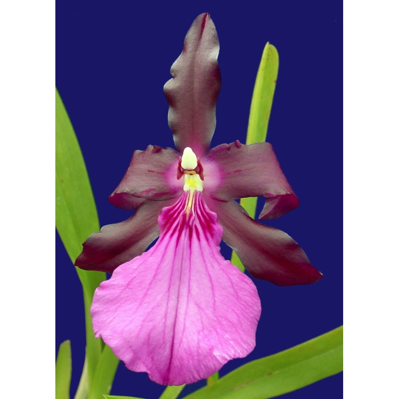 Miltonia spectabilis var. moreliana