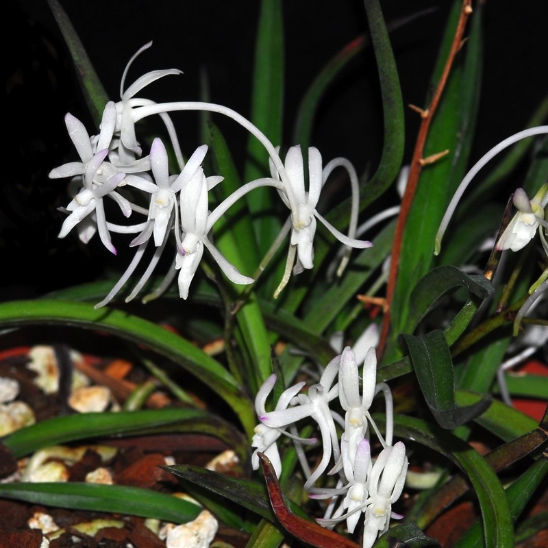 Neofinetia falcata Shoutenno x Benisuzume