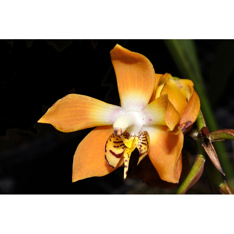 Neomoorea wallisii