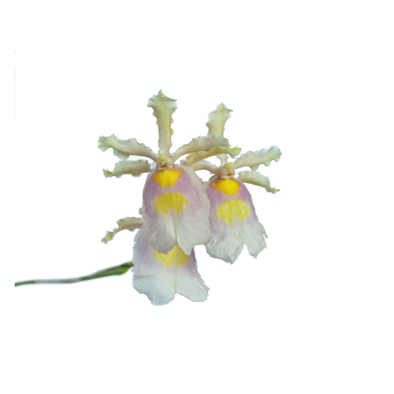 Oncidium fuscatum f. alba var Ecuagenera 002335