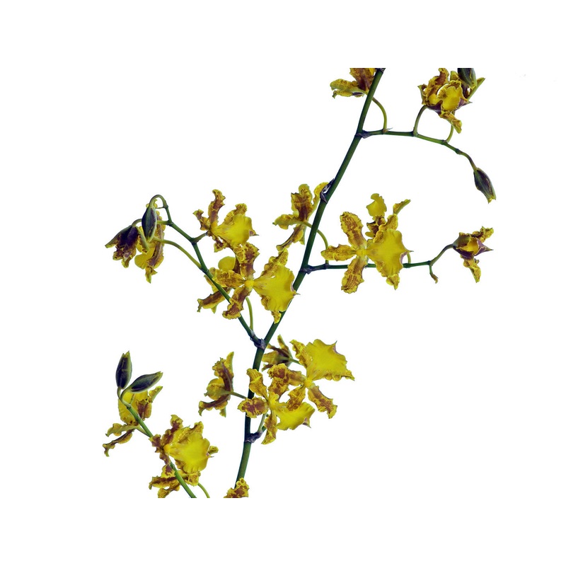 Oncidium hyphaematicum