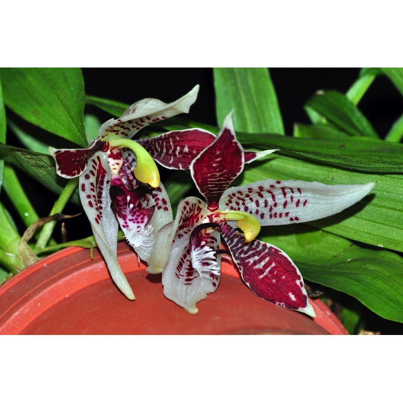 Paphinia rugosa