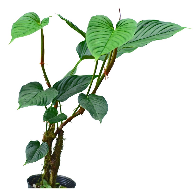 Philodendron alatisulcatum