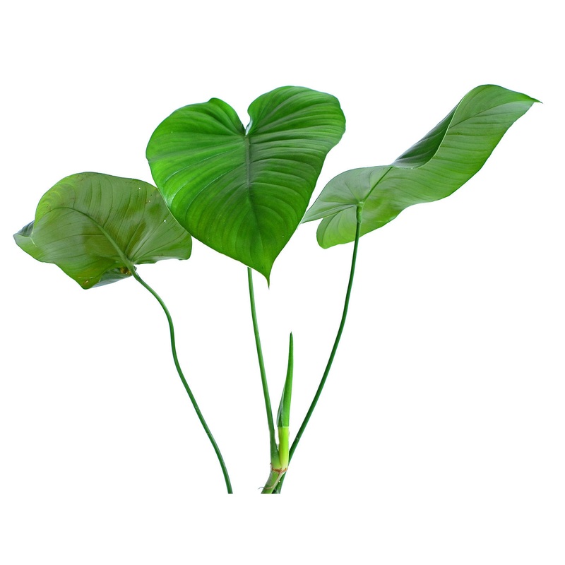 Philodendron colombianum