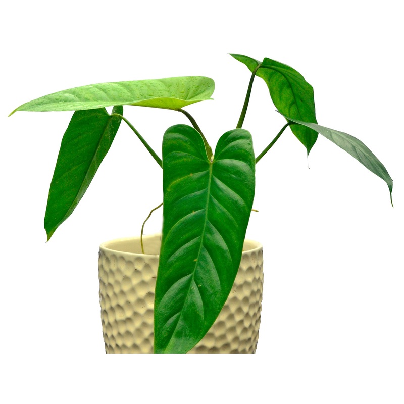 Philodendron deflexum – seedling