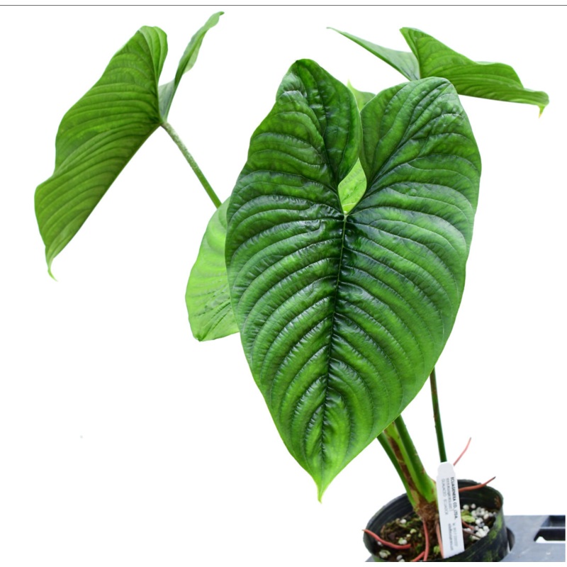 Philodendron furcatum