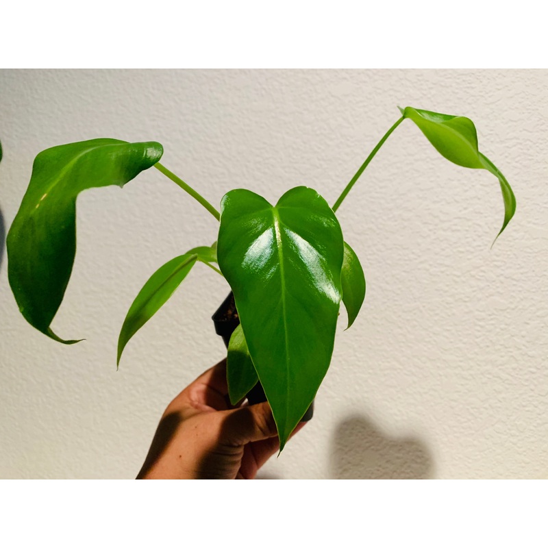 Philodendron giganteum – seedling