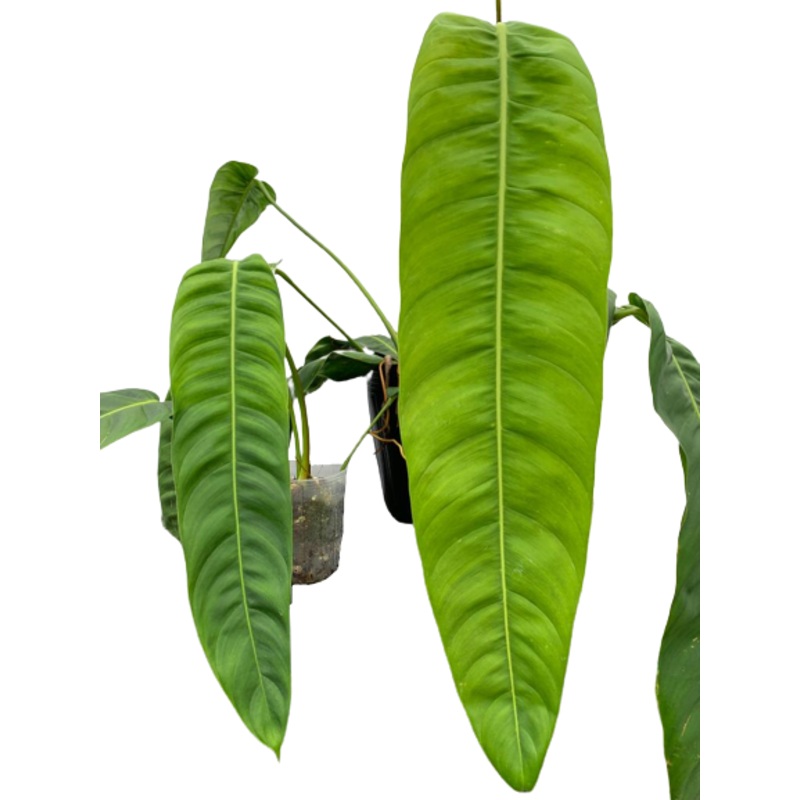 Philodendron patriciae ‘Big’