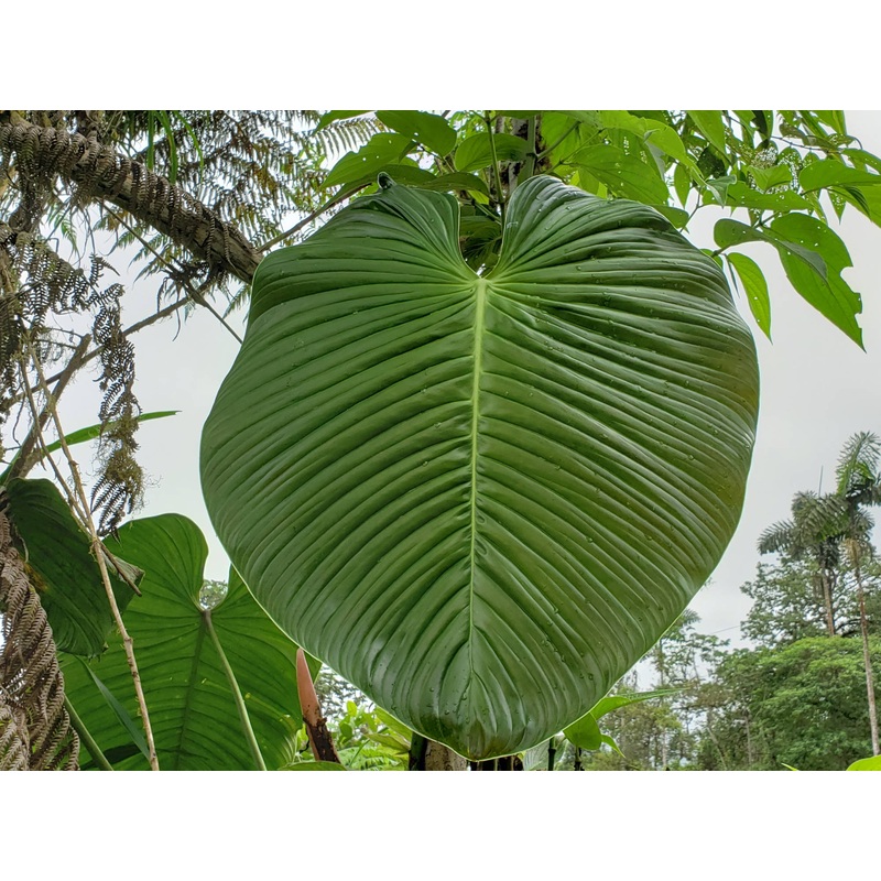 Philodendron roseocataphyllum aff