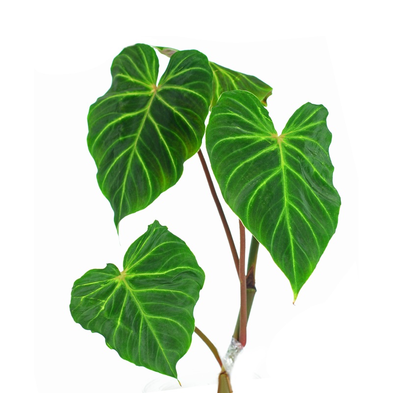 Philodendron verrucosum Angel