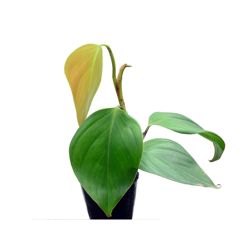 Philodendron villamagense ‘Pangui’