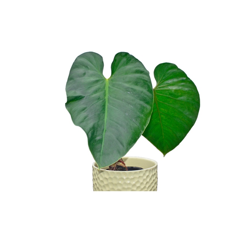 Philodendron werneri