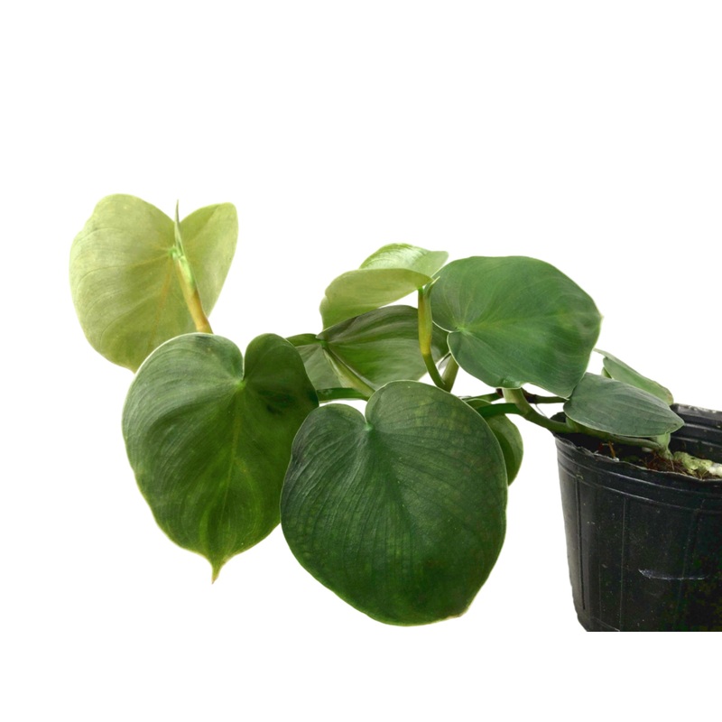 Philodendron werneri mini