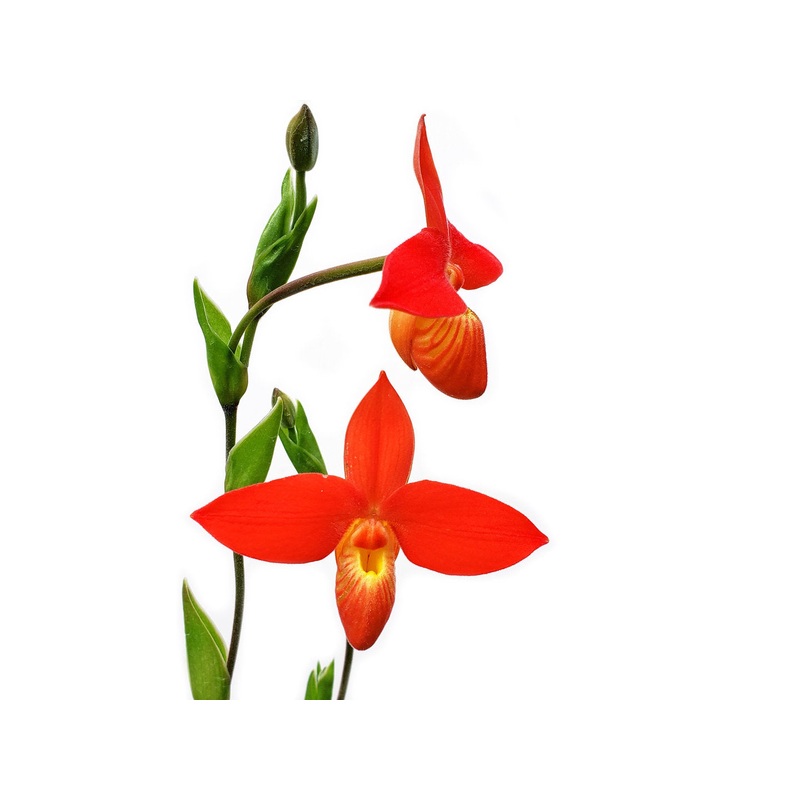 Phragmipedium besseae Amazonas