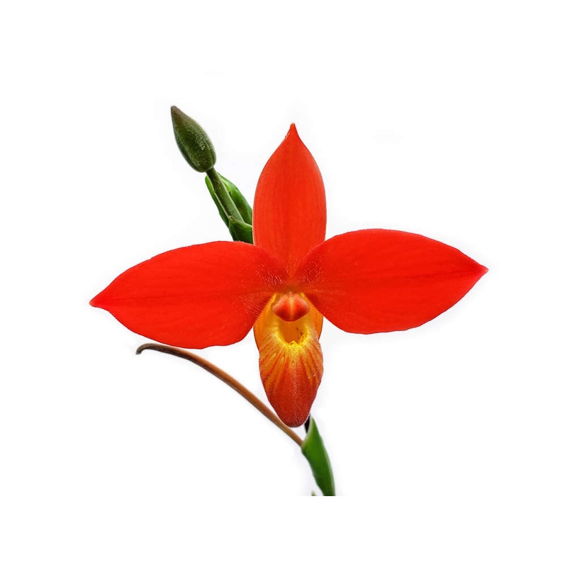 Phragmipedium besseae var guarumales