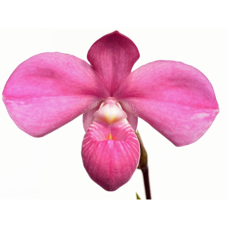 Phragmipedium Graeme Jones